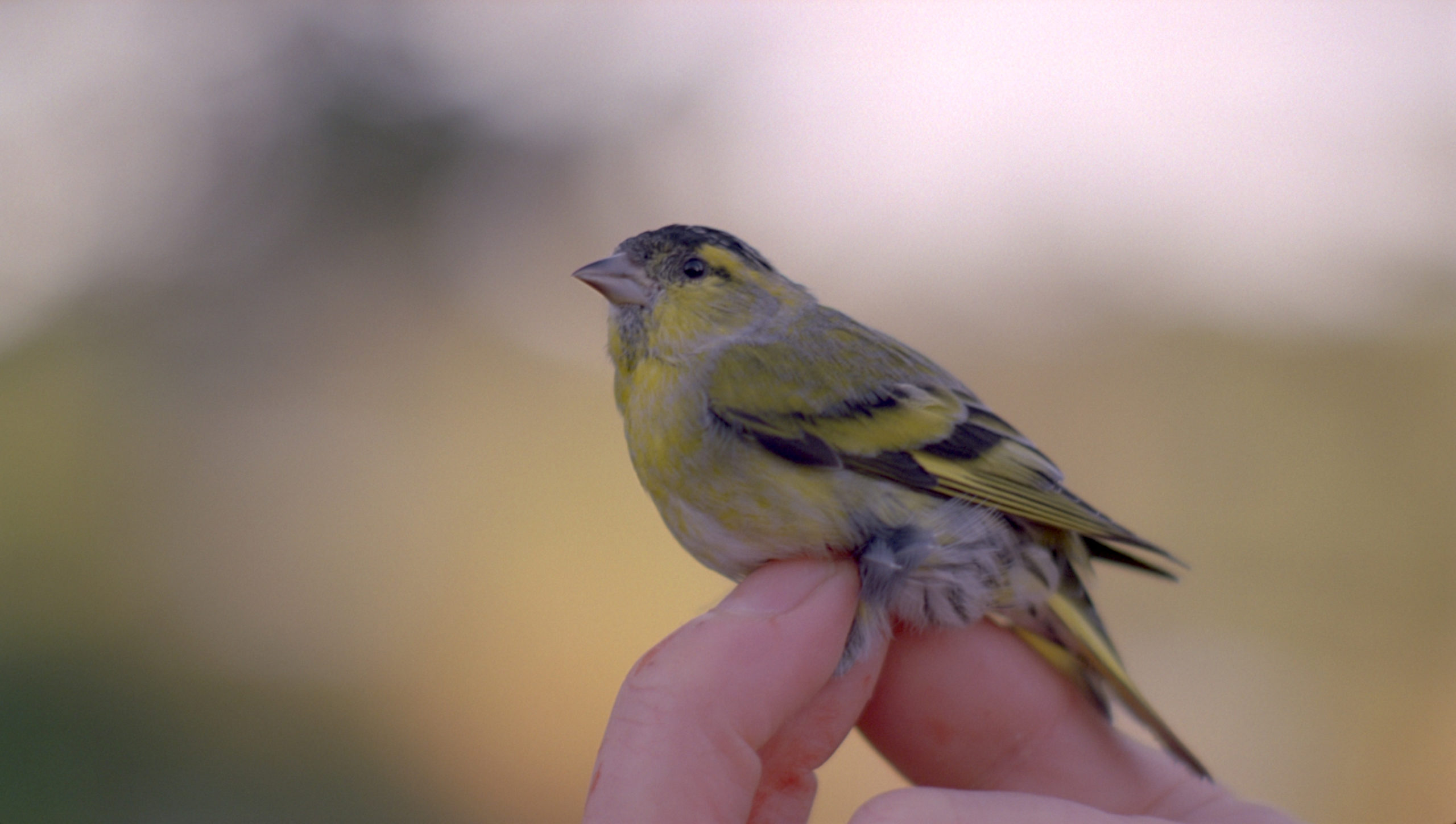 A small yellow bird is held between two fingers.